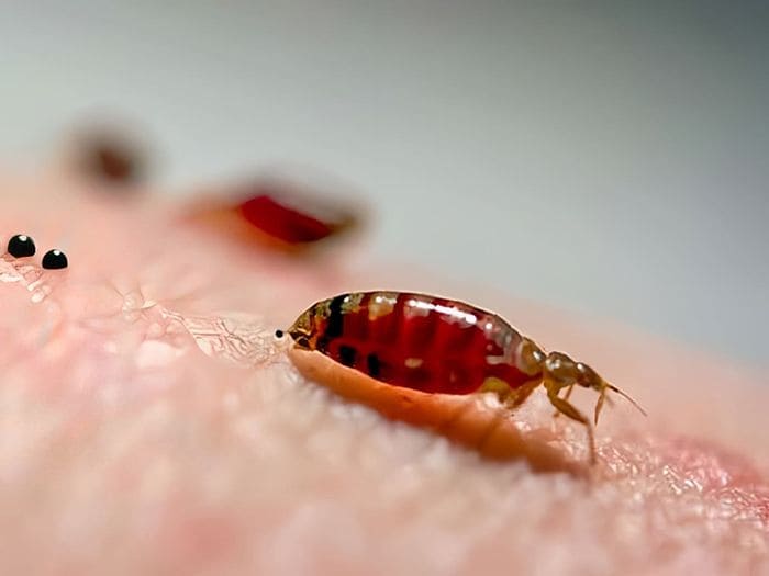 Кровососущие клопы постельные